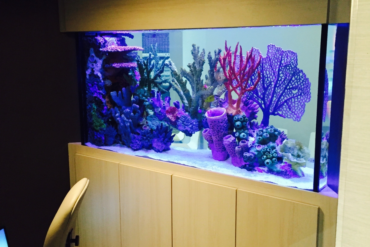 Aquarium creations best sale